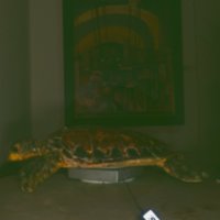 turtle_T14.jpg