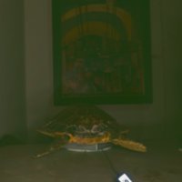 turtle_T16.jpg