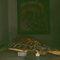 turtle_T17.jpg