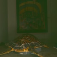 turtle_T18.jpg