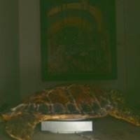 turtle_T19.jpg