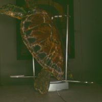turtle_T2.jpg