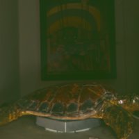turtle_T20.jpg