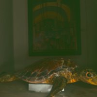 turtle_T21.jpg