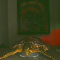 turtle_T22.jpg