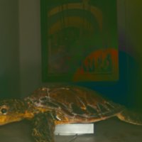 turtle_T23.jpg