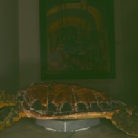 turtle_T24.jpg